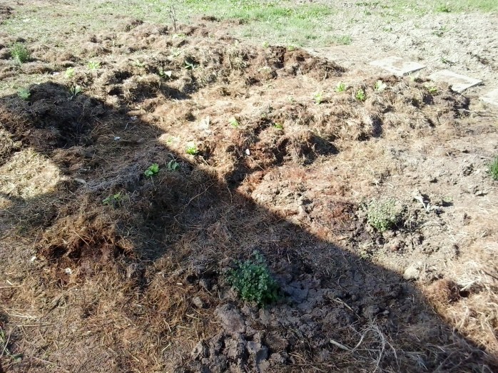 2016-10-22 13.01.41.jpg