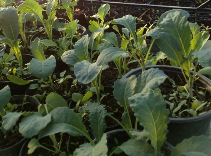 PicsArt_03-30-08.33.01