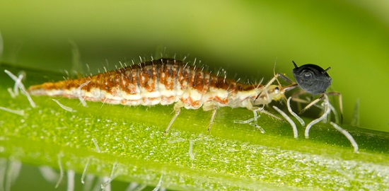 Lacewing larva eating aphid.jpg