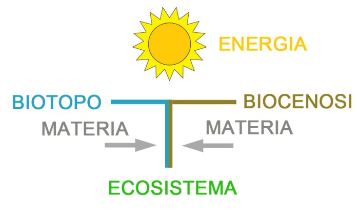 schema ecosistema BENE.jpg