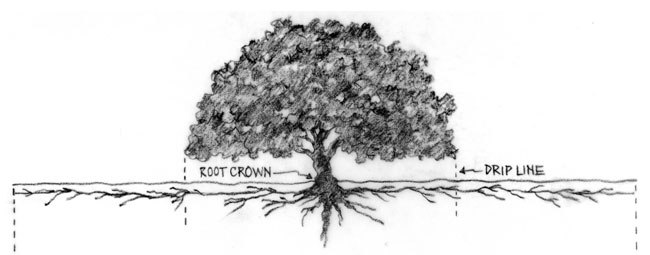Tree-Drip-Line.jpg