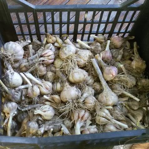 raccolta aglio.jpg